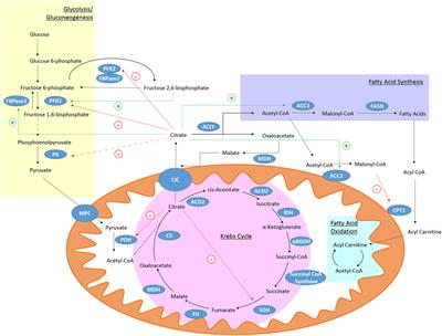 A Role for the Krebs Cycle Intermediate Citrate in Metabolic Reprogramming in Innate Immunity and Inflammation